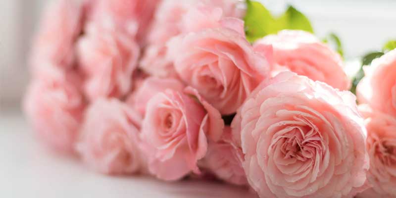 Belfast Florist